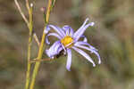 Savannah aster